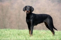 Hound austriac sau brandle brack