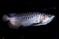 Arowana asiatică (scleropages formosus)