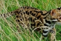 Pisica leopard asiatică (alc): wild cutie