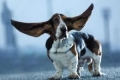 Basset hound