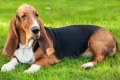 Basset hound