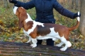 Basset hound: descrierea rasei, caracteristicile de îngrijire