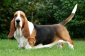 Basset hound: descrierea rasei