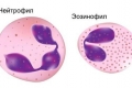 Teste biochimice și clinice de sânge la câini