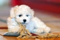 Bichon frise