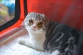 Boli ale pisicilor scottish fold: listă, simptome