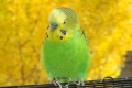 Bolile budgerigar, simptomele lor și metodele de a le trata