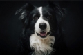 Border collie: descrierea rasei