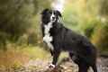 Border collie: cel mai inteligent dintre câini