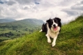 Border collie este cel mai inteligent câine din lume