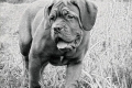 Dogue de bordeaux