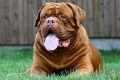 Dogue de bordeaux. Caracteristicile rasei și standardele de păstrare