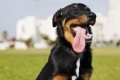 Beauceron