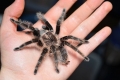 Brachypelma albopilosum: întreținerea păianjenului brachipelma albopilosum