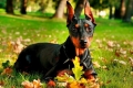 Galant militant german pinscher