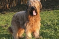 Briard: descrierea rasei