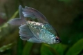 Diamond tetra