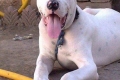 Bully kutta - mastiff pakistanez nerecunoscut