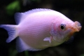 Sărut gourami (helostoma temminkii)