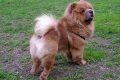 Chow chow