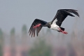 Barza neagră (ciconia nigra)