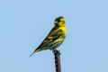 Siskin-pasăre - aspect, habitat, reguli de păstrare acasă