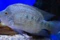 Cichlazoma de diamant (herichthys cyanoguttatus)