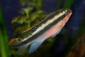 Papagalii ciclide (pelvicachromis pulcher)