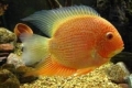 Cichlozoma severum