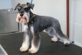 Schnauzer miniatural este un asistent de încredere, prieten adevărat și tovarăș indispensabil al omului