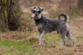 Schnauzer miniatural