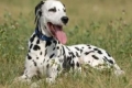 Dalmatian