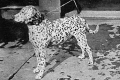 Dalmatian