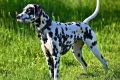 Dalmatian