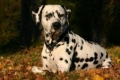 Dalmatian