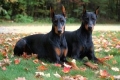 Doberman - caracteristicile rasei, descrierea rasei doberman, îngrijire