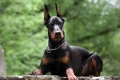 Doberman pinscher: descrierea rasei