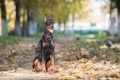 Doberman pinscher