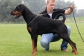 Doberman pinscher cu urechi netăiate: argumente pro și contra