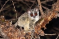 Pet galago - descriere, caracteristici, îngrijire și întreținere