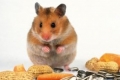 Hamsterii de uz casnic: ce mănâncă animalele de companie?