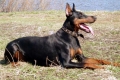 Antrenamentul doberman: nuanțele antrenamentului