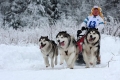 Cea mai veche rasă de câini din alaska sau malamute