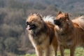 Eurasier: descrierea rasei, sfaturi privind alegerea și îngrijirea