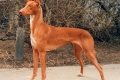 Pharaoh hound este o rasă care își conduce istoria de pe vremea piramidelor egiptene antice