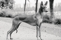 Pharaoh hound sau farao hound