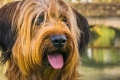 Briard francez - minunat ciobanesc shaggy