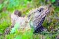 Tuatara sau tuatara