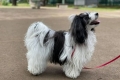 Havana lapdog sau havanese