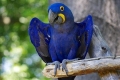 Hyacinth macaw - habitat, natură, caracteristici ale conținutului și dieta